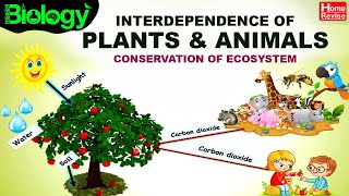 Environment amp Ecosystems  Part 4  Interdependence of Plants amp Animals  Conservation of Ecosystem [upl. by Yona962]