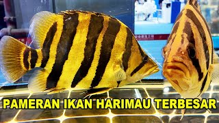 Pameran Ikan Harimau Terbesar Dunia  Indonesia Tiger Fish  CIPS 2024 [upl. by Robyn]