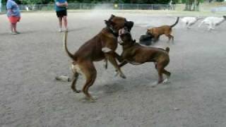 Boxer pit bull vs Boerboel Showdown at dogpark [upl. by Retha]