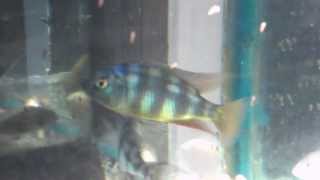 Placidochromis johnstoni solo [upl. by Lussi429]