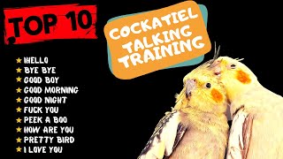 Top 10 Cockatiel Talking Traning Teach Your Cockatiel to Talk Cockatiel Talking Practice [upl. by Ardnuhsed]