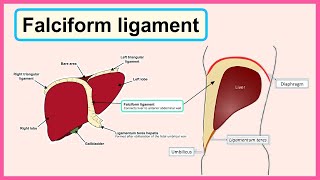 falciform ligament [upl. by Llewoh216]