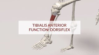 Tibialis Anterior Function Dorsiflex 3D Animation [upl. by Aisanat]