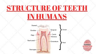 Structure of teeth  Enamel  Dentin  Cementum  Pulp cavity  Gums  Odontology notes [upl. by Akiaki]