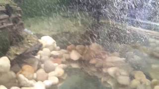 Corydoras Vs Tubifex Worms Bloodbath [upl. by Tnahs999]