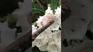 The beautiful flowers of MountainLaurel launch pollen onto pollinators [upl. by Camfort856]