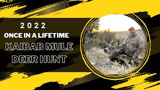 2022 Kaibab Late Mule Deer Hunt [upl. by Ayidan420]