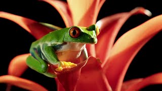 RedEyed Tree Frog in Slow Motion  Slow Motion Wild Animals  Love Nature [upl. by Roddie]