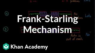 FrankStarling mechanism  Circulatory system physiology  NCLEXRN  Khan Academy [upl. by Sined]