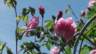 Seenebel an der Nordsee  Nachwuchs Buntspecht  Rosarium Wilhelmshaven [upl. by Leisam]