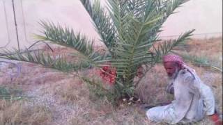 Cropping the Small Dates Tree  Dates Palm Trees Baby Plants How to Separate Dates Palm Offshoots [upl. by Pleasant937]