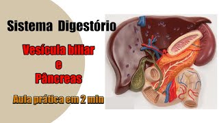 Sistema Digestório  Vesícula biliar e Pâncreas  Anatomia Humana [upl. by Hajin]