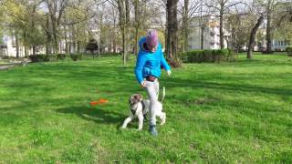 lagotto romagnolo training [upl. by Giuditta]