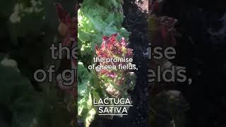 LACTUCA SATIVA AKA LETTUCE [upl. by Etheline]