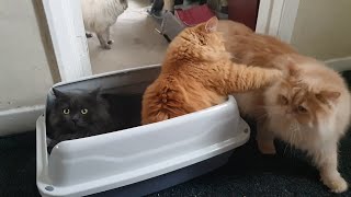 New Litter Box Turned Play Box Cats Cute Reactions [upl. by Nisse]