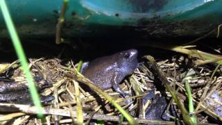 Eastern narrowmouth toad call [upl. by Kapoor]