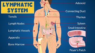 Lymphatic System Definition Anatomy Function Parts and Common Diseases  Learning Junction [upl. by Mighell]