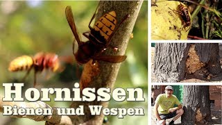 Hornissen Honigbienen und Wespen hautnah erleben [upl. by Tarrance]