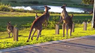 Kangaroo Fight  Clash of the Titans [upl. by Anaihsat483]