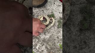 Southern hognose snake playing dead in Florida shortsfeed snake herping [upl. by Novanod]