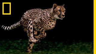 Cheetahs  Worlds Fastest Animal  National Geographic [upl. by Salome]