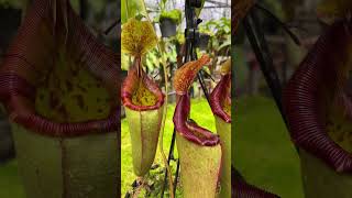 Item Short BE3910  N veitchii x lowii x mira carnivorous nepenthes [upl. by Narag]