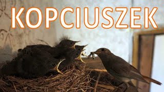 Kopciuszek – podglądamy ptasią rodzinę [upl. by Odnomar]