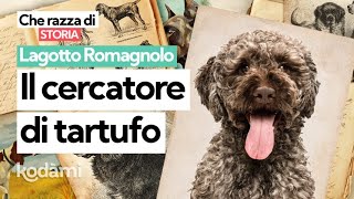 Cosa devi sapere sul Lagotto Romagnolo caratteristiche e storia del quotre del tartufoquot [upl. by Anaidiriv]