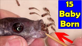 Mother Kadango cichlid fish gives birth to 15 baby fish by mouth 😍🐬👍🙏 [upl. by Aenat]