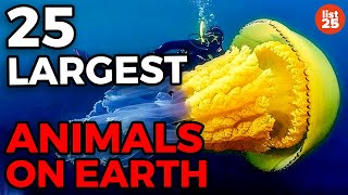 25 Largest Animals On Earth [upl. by Sears511]