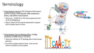 MCB 182 Lecture 13  Review  Transcriptional regulation [upl. by Annahael]