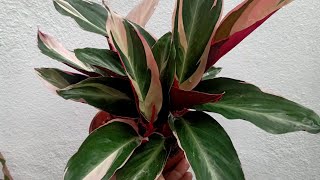 Calathea Triostar Stromanthe Plant Care Tips [upl. by Nort]