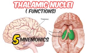 Thalamic nuclei anatomy and physiology [upl. by Naj]