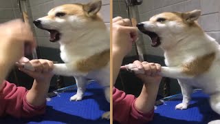 Dramatic Shiba Inu Scream at Vet while Getting Nails Clipped [upl. by Bough]