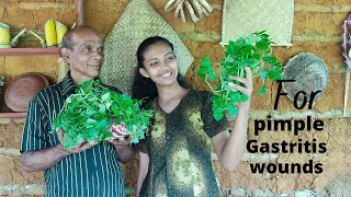 How to cooking Peperomia pellucida recipe easy waysShiny bush recipediya thippili recipe tutorial [upl. by Doti]