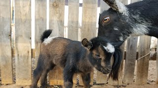 Nigerian Dwarf Goat Labor Watch Lacey Have Her Babies WARNING GRAPHIC [upl. by Semela]