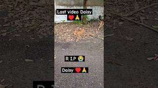 RIP 😭🙏 Daisy ♥️🐕 dog whitelab doglover rip pets short shorts youtubeshorts youtube yt [upl. by Valdas750]