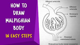 How To Draw MALPIGHIAN BODY in Easy way  Renal Corpuscle  CBSE 11th class  NCERT class 11 [upl. by Elgna]