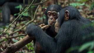 Disneys Chimpanzee Trailer 2 [upl. by Marsh]