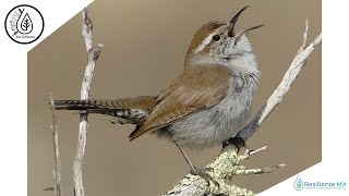 CANTO VOZ y LLAMADOS Saltapared Cola Larga Thryomanes bewickii Bewicks Wren quotAlas Resilientesquot [upl. by Barbi863]