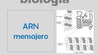 ARN mensajero [upl. by Uamak973]