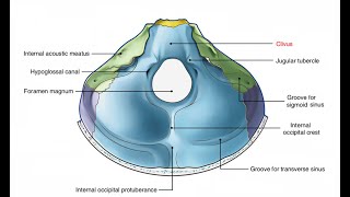 DISCUSS ANATOMY OF CLIVUS BASISPHENOID JOINT  AND MEDICOLEGAL IMPORTANCE OF CLIVUS [upl. by Eiryk]