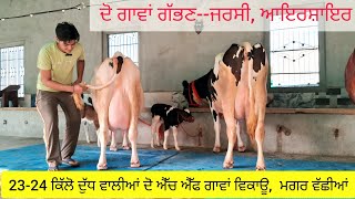 4 hf jersey and ayrshire cow sale 9501926872 ਘੱਟ ਰੇਟ ਦੀਆਂ 4 ਗਾਵਾਂ ਵਿਕਾਊ ਐੱਚ ਐੱਫ ਜਰਸੀ ਆਇਰਸ਼ਾਇਰ [upl. by Nashbar679]