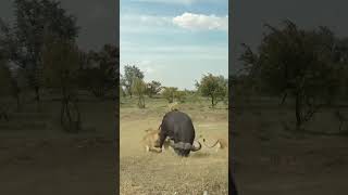 Bison vs Lion  Wild Animal Zero Distance  Animal Combat Power Competition  The cow’s temper ca [upl. by Hamrnand]