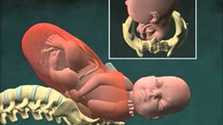 Cervical Effacement 3D Animation [upl. by Luigi]