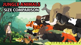 Jungle Animals Size Comparison  Animal Animation [upl. by Hsakaa]