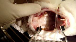 Feline Tooth Abscess [upl. by Ocirled]