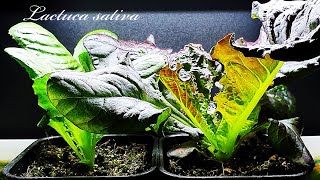 Romaine Lettuce Time lapse｜로메인 상추의 성장과정 타임랩스｜The growth process of Lettuce from seed｜Day 030 [upl. by Sidon]