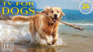 24 Hours Anti Anxiety Music for Dog TV for Dogs amp Videos for Dogs to Prevent Boredom With Dog Music [upl. by Aehr]