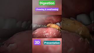 Digestive system  gastrointestinal  physiology anatomy mbbs love neet doctor [upl. by Aronas43]